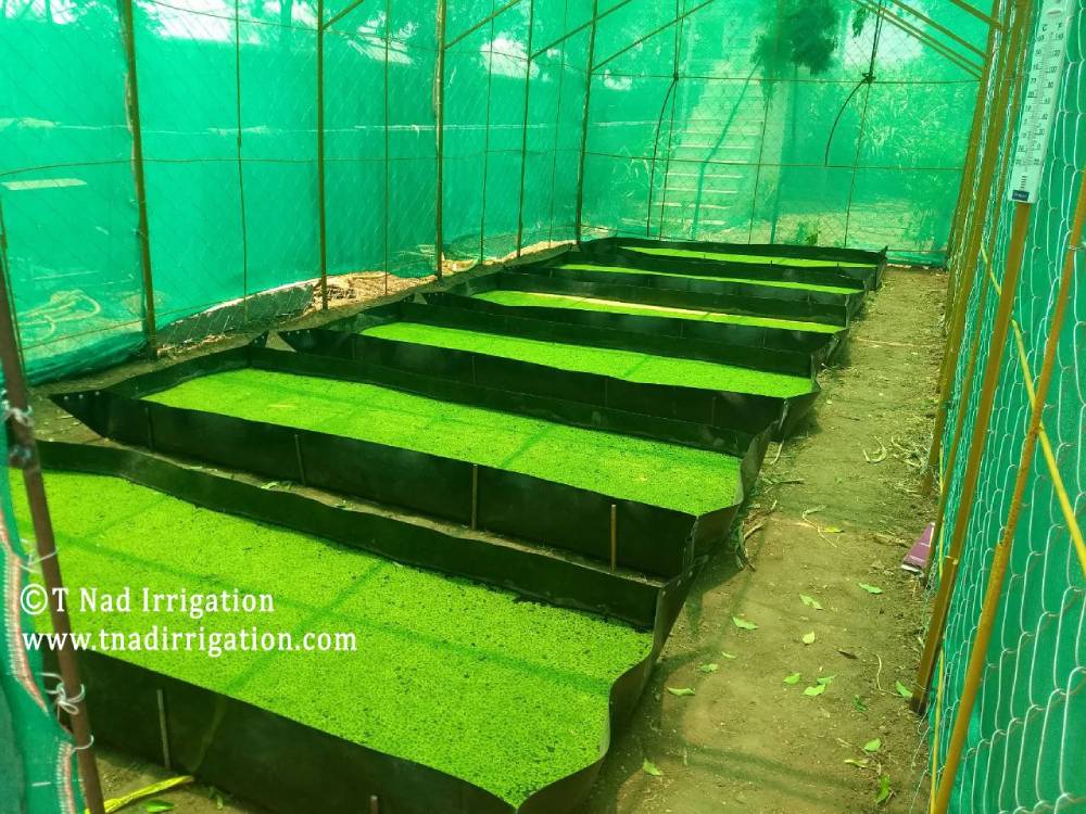 Hydroponics Azolla Cultivation Systems